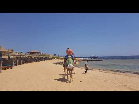 Egypt jizda na velbloudovi 2