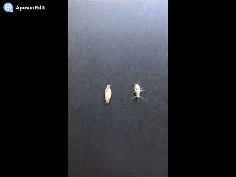 Como matar traças de roupas.