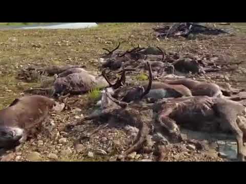 В Алданском районе произошла массовая гибель северных оленей