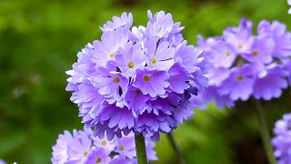 POTENT CONCENTRATION SOUNDSCAPE