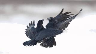 After Forever - "Ephemeral"