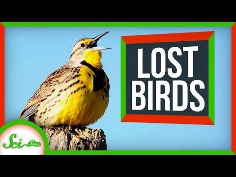 北米では30億羽の鳥が失われたと言われています｜SciShow News (North America's 3 Billion Lost Birds | SciShow News)