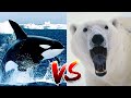 Orca (Killer Whale) VS Polar Bear | Who Would Win?