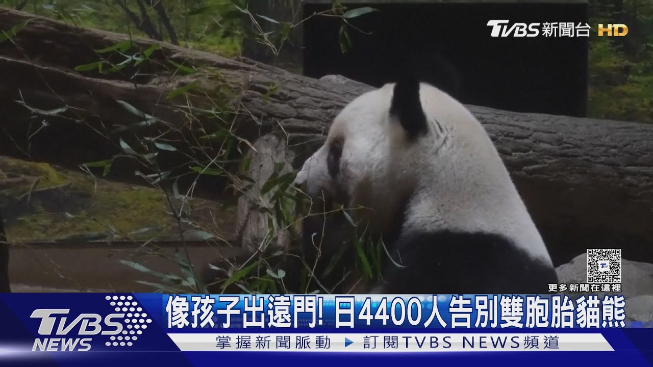 像看孩子出遠門!日本粉絲8年拍萬張照 告別貓熊曉曉&蕾蕾