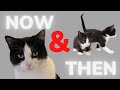 Taking Care A Small Tuxedo Kitten