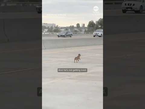 Chihuahua rescued after running 'for miles' along San Diego freeway