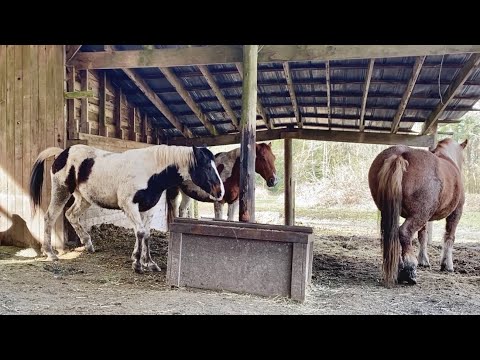 ListenToYourHorse &mdash; Energy & Body Language in Horse Communication