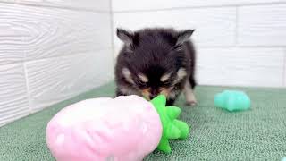 ハーフ犬の動画01