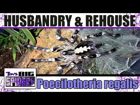 Sklípkavec ozdobný (Poecilotheria regalis) — chov, presádzanie (rehouse) a bezpečná manipulácia s rýchlym jedovatým druhom Starého sveta
