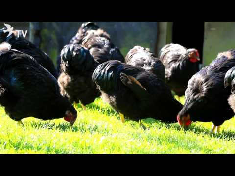 Wyandotten Schwarz von Heinrich & Ulf Götsche (Rassegeflügel)