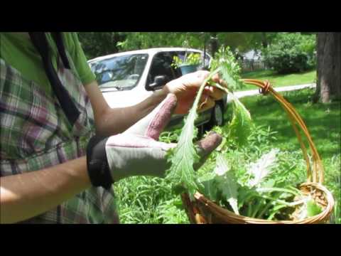 download lagu mp3 mp4 How To Make Rennet From Thistle, download lagu How To Make Rennet From Thistle gratis, unduh video klip How To Make Rennet From Thistle