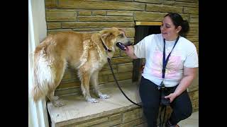 Video preview image #1 Golden Shepherd Puppy For Sale in Enfield, CT, USA
