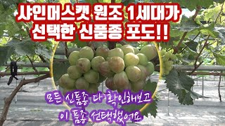 포도 샤인머스캣 1세대 원조가 선택한 신품종!!! 전국 샤인 머스캣 재배 농가가 캠벨! 거봉포도를 넘어섰습니…