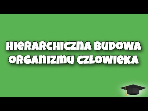 Hierarchiczna Budowa Organizmu Człowieka - Biologia