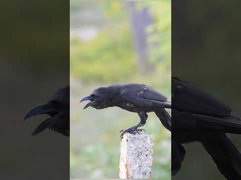 Amazing Crow Sound #shorts
