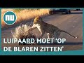 Luipaard in Zuid-Afrika bezuurt aanval op stekelvarken | NU.nl
