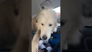 Video preview image #1 Great Pyrenees-Unknown Mix Puppy For Sale in Houston, TX, USA
