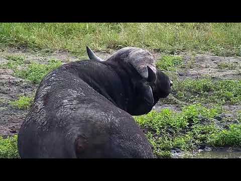 Djuma: Lone African Buffalo bull comes to the dam - 08:06 - 03/10/19