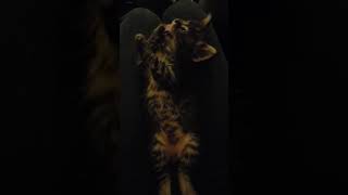 Mixed Cats Videos