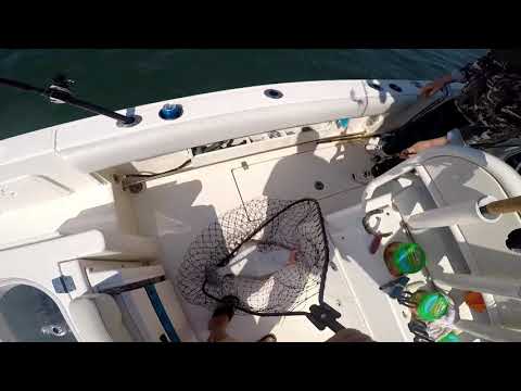 Non-Stop Fluke Action - Spring 2018 Eastern Long Island