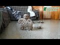 Maltipoo dogs for sale: Laura  - Video 1
