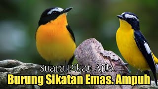 Download lagu Suara Pikat Burung Sikatan Emas. Suara Pikat TERBAIK mp3 Download lagu Suara Pikat Burung Sikatan Emas. Suara Pikat TERBAIK mp3