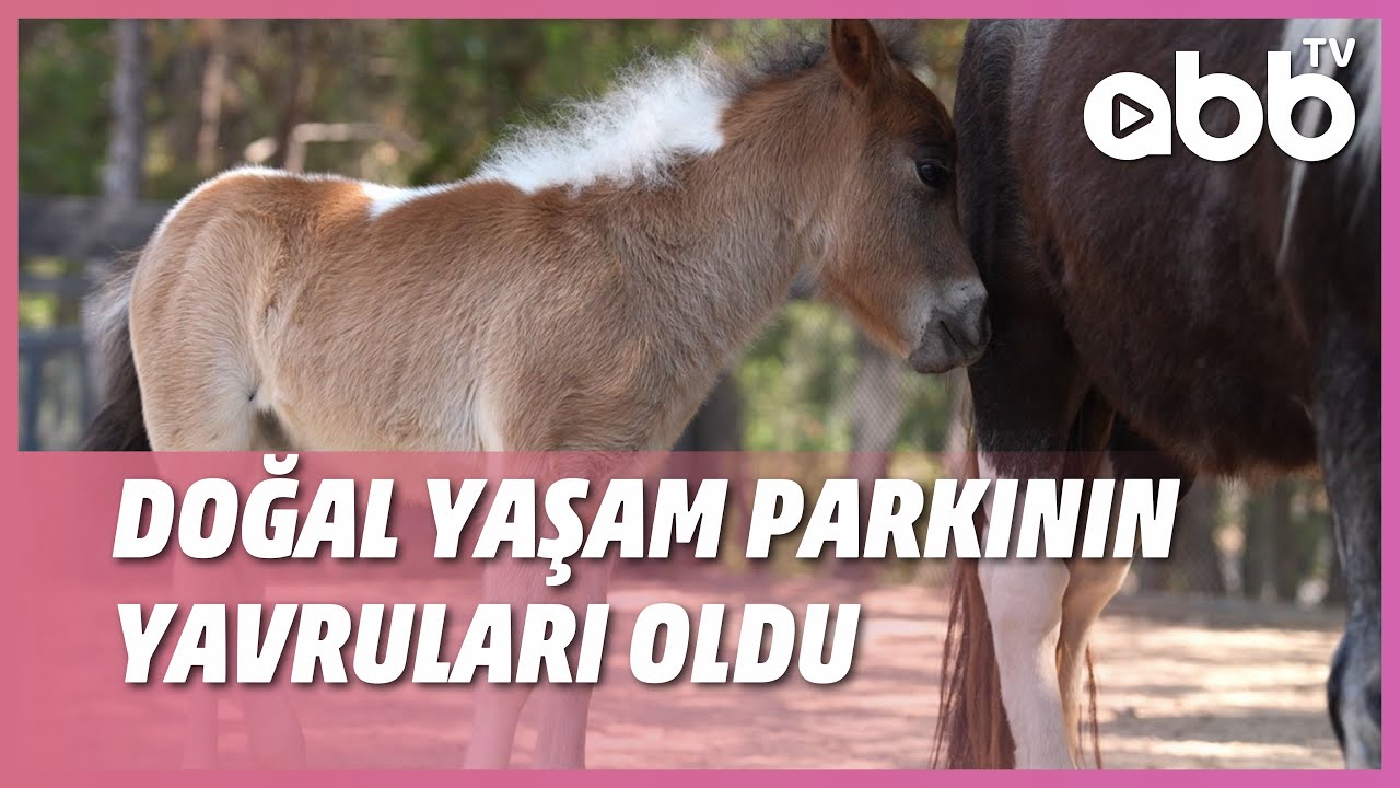 DOĞAL YAŞAM PARKININ YAVRULARI OLDU