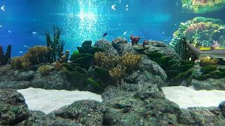 God's Creation Fish
