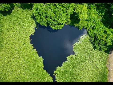 ハート型の睡蓮沼♡野辺地町 木明