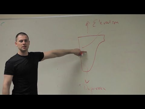 Joints of the Shoulder Girdle and Scapular Motion