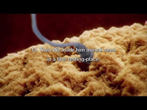 Surah Al Mu'minun | Verse 12-22 | Creation Of Man | Mishary Rashid Al Alafasy