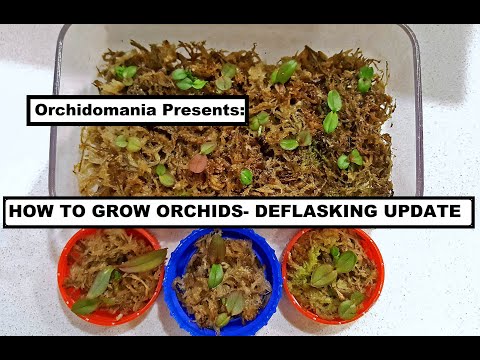 Orchidomania Presents:  How to Grow Orchids from Seed- Deflasking UPDATE