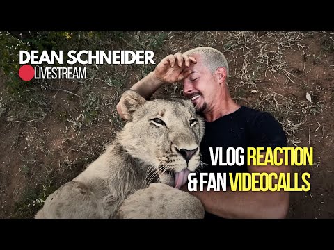 REACTION to VLOG 6 and VIDEO CALLS with Fans 🦁