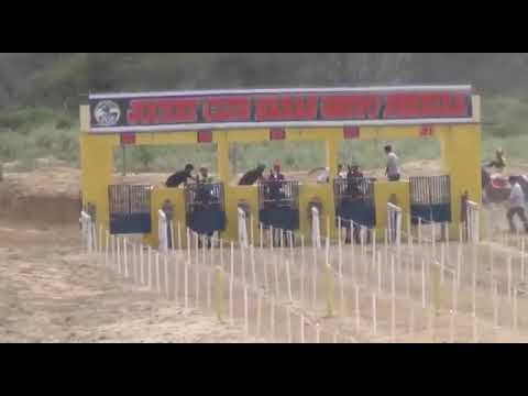 Senator Ease jhd Garanhao do Haras fartura(1)