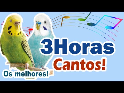 3 horas cantos para ensinar periquito - Treinamento de canto para periquitos