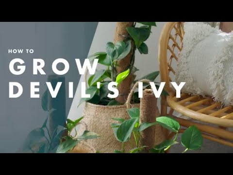 How To Grow A Devil's Ivy - Bunnings Warehouse
