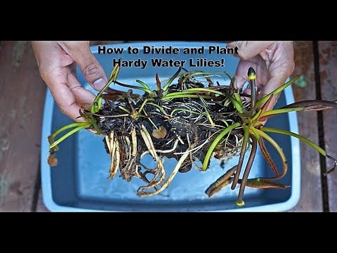 How to Divide and Plant Hardy Water Lilies!