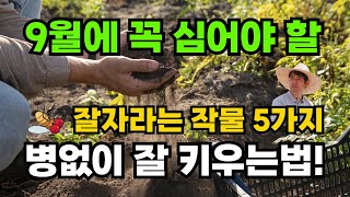 9월에 꼭 심어야 할 텃밭 작물 5가지! 지금 안 심으면 후회합니다