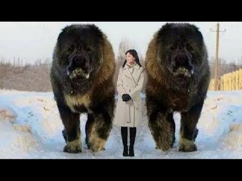 世界の異常に大きな犬8選