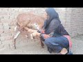 Goat milking by hand village life vlog