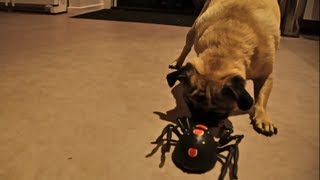 Pug vs Spider