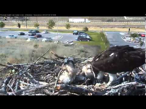Hellgate Osprey HG Chicks pretty aggressive with eating Video_2013-07-26_172457
