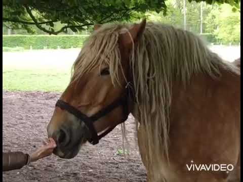 Castle 's-Gravenwezel Mai 21