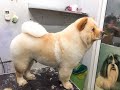 Cute Chow Chow dog | grooming  chow chow's hair full