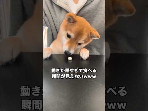 ボーロを素早く食べる技術が世界ナンバーワンの豆柴 #豆柴 #柴犬 #柴犬のいる暮らし #shorts