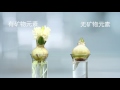Nongfu Water Nutrients Experts Flower Experiment III