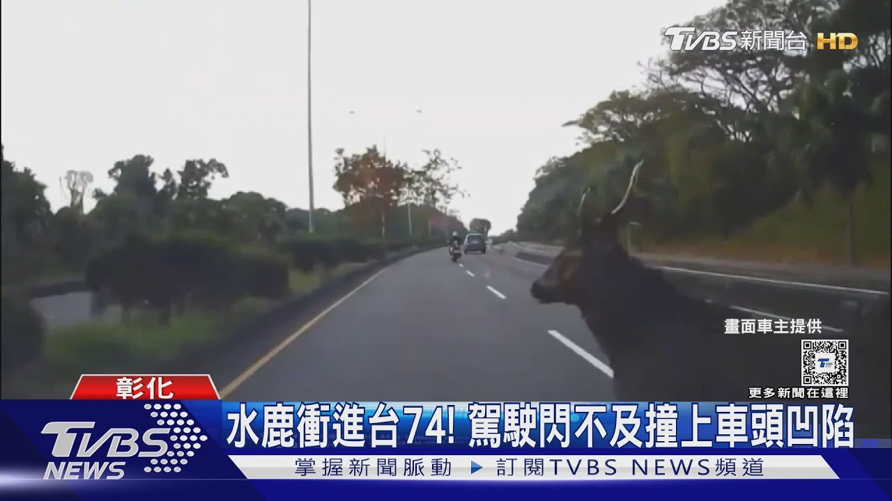 水鹿衝進台74!駕駛閃不及撞上車頭凹陷