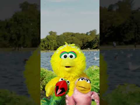 Baby Big Bird Sings La La La 🎵 #sesamestreet