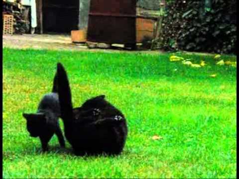 Cica lesből támad. Cat sneak attack slow motion 420fps 02