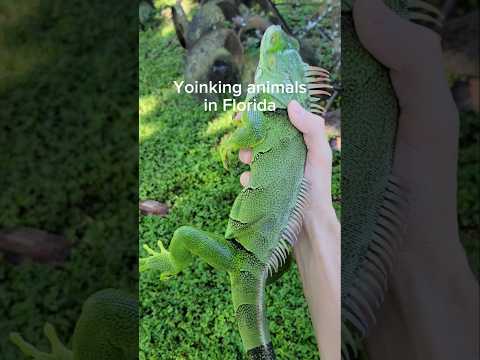 Catching every animal I can find in Florida.